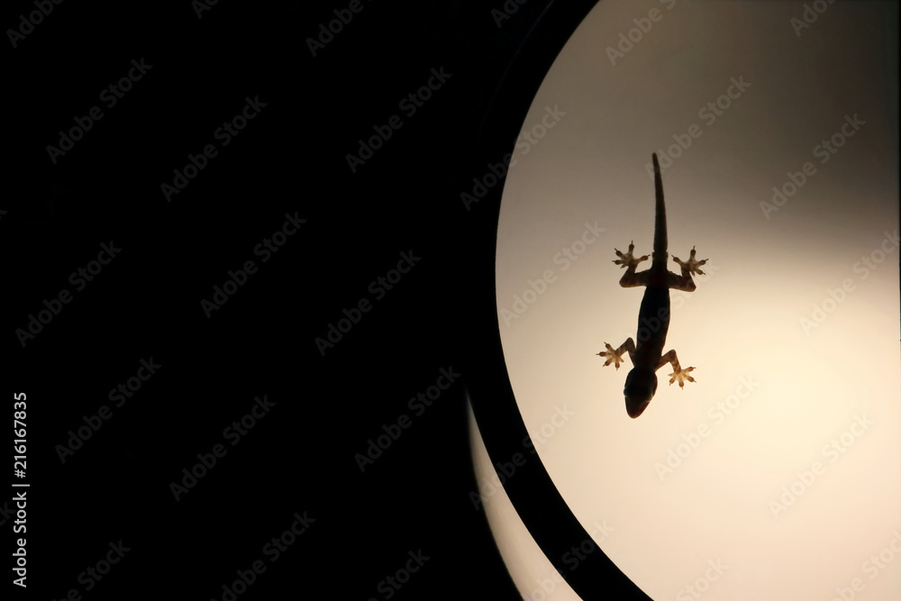 Silhouette house gecko on light lamp