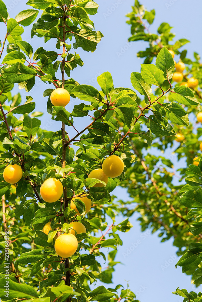 Mirabelle plum on the tree in orchard