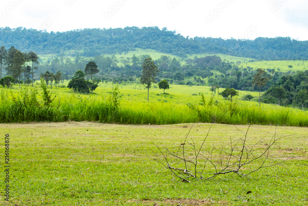 Twigs on the lawn meadow and trees at Thung Salaeng Luang , Phetchabun in Thailand.