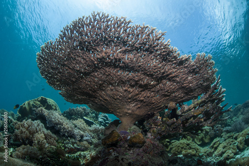 Fragile Table Coral Colony in Tropical Pacific