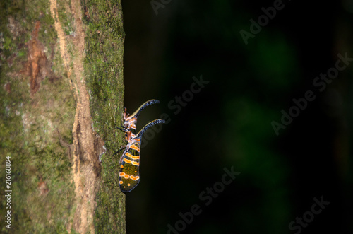 Fulgorid bug planthopper in the nature. photo