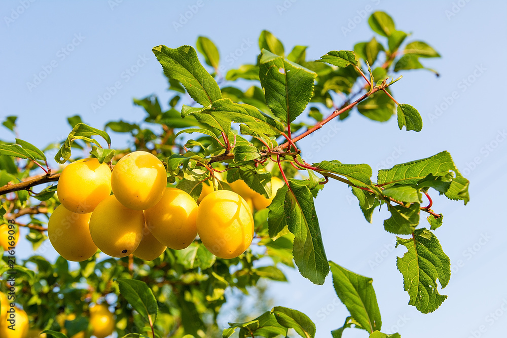Mirabelle plum on the tree in orchard
