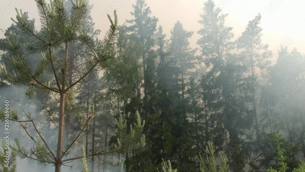 Smoke rising from burning forest in dry season in summer. Large scale wildfire. Smoke rising from burning forest in dry season in summer. Large scale wildfire.