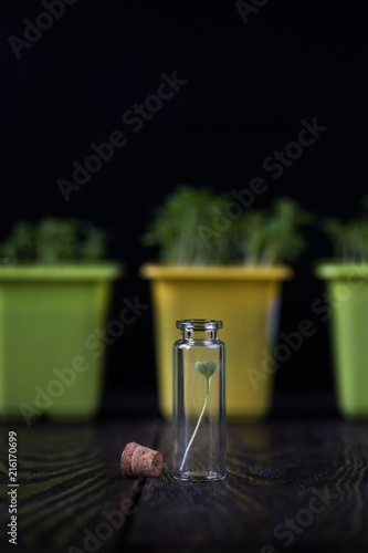 Genetically modified plants concept. Plant seedlings growing inside of test tubes on dark background