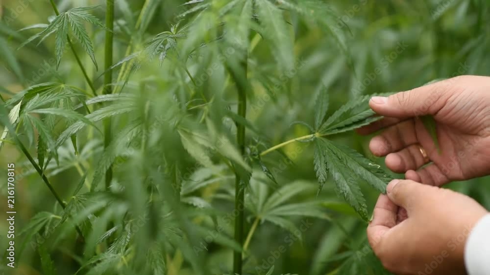 the guy checks the young hemp in the rain the guy checks the young hemp in the rain