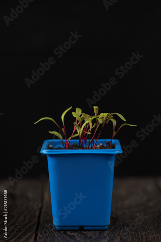 Pepper plant growing in a pot