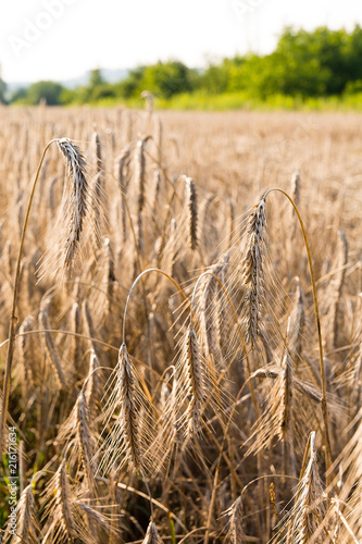 Obraz na płótnie Rye on the field in summer w salonie
