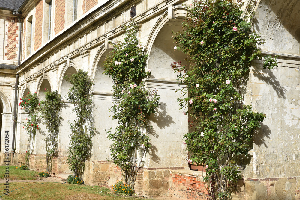 Fototapeta premium Rosiers grimpants