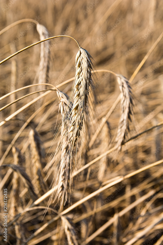 Rye on the field in summer