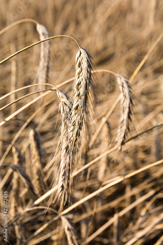 Obraz na płótnie Rye on the field in summer w salonie