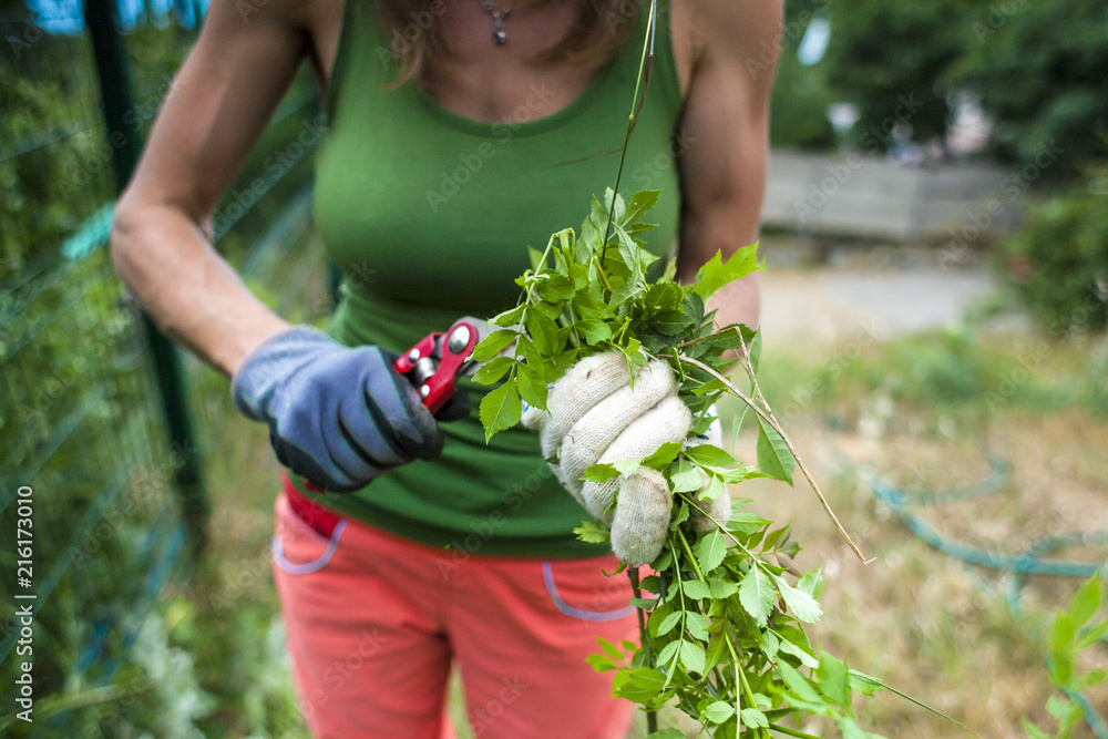 Fototapeta premium Dziewczyna tnie rośliny sekatorem.