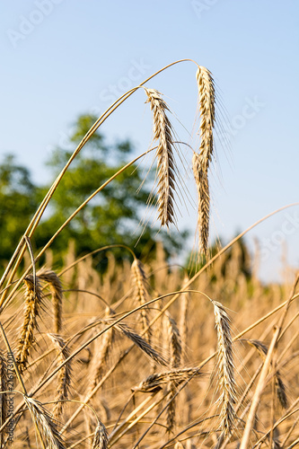 Rye on the field in summer