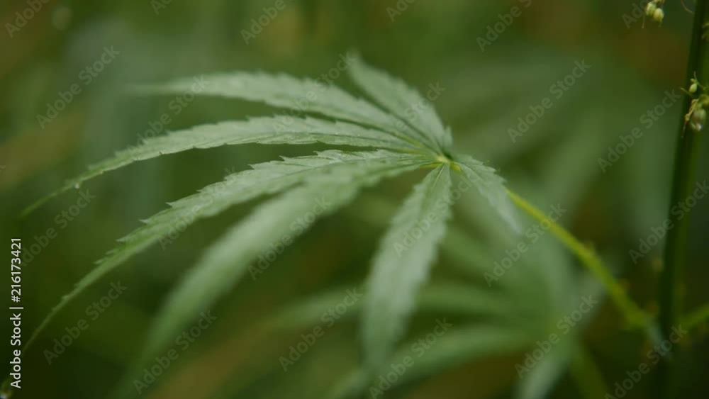 leaves of young and wild hemp swing from the wind in rainy weather leaves of young and wild hemp swing from the wind in rainy weather