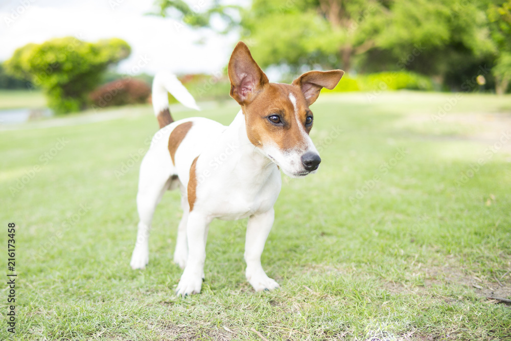 Happy Jack Russell Terrier puppy look around in the summer park. Happy Jack Russell Terrier puppy look around in the summer park.