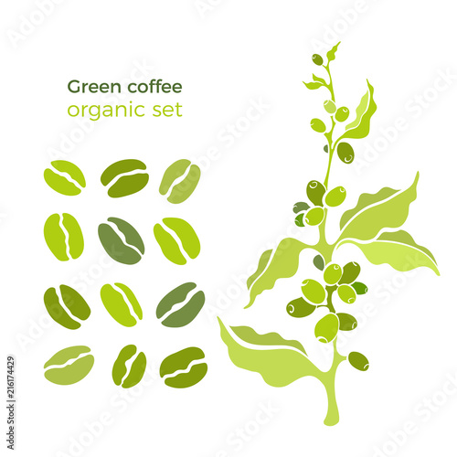 Vector natural set of coffee tree, green bean, berry