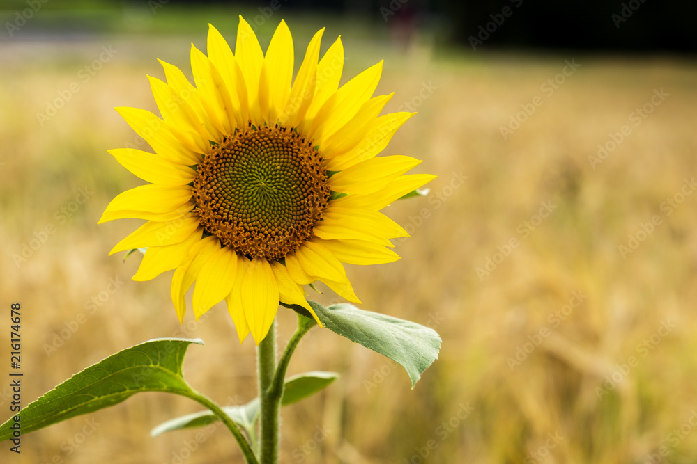 Obraz premium Sunflower natural background, Sunflower blooming.
