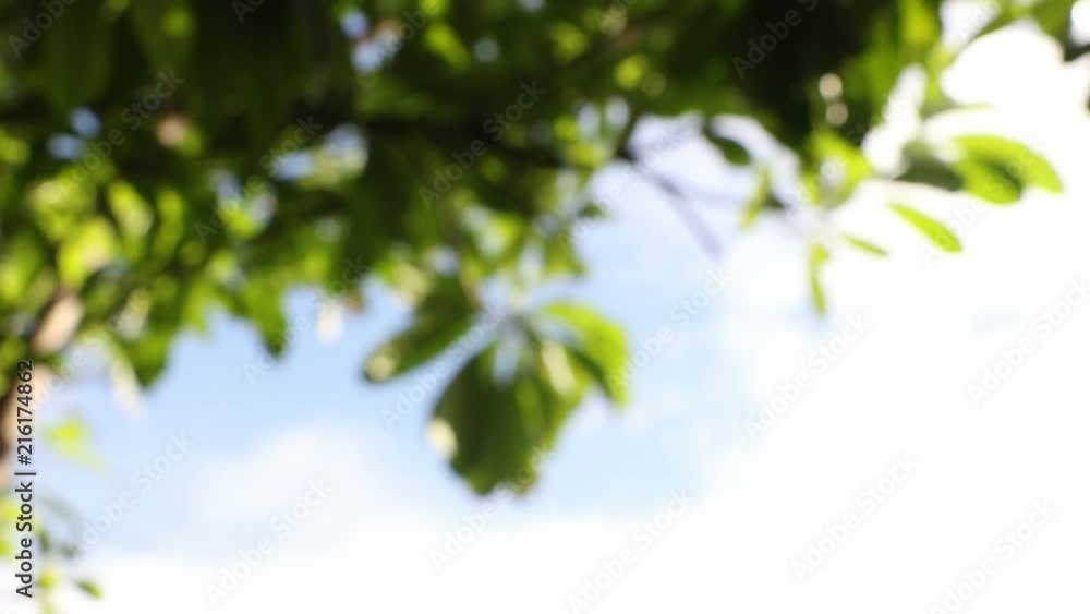 Bokeh Green leaves move slowly Bokeh Green leaves move slowly