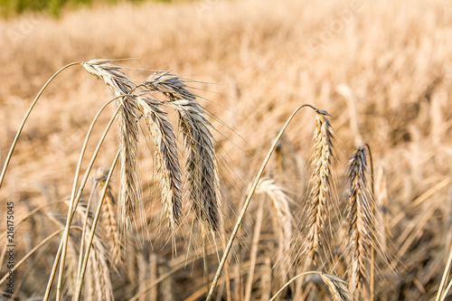 Obraz na płótnie Rye on the field in summer w salonie