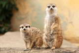 Two meerkats on a log with light blurred background. Pair of cute suricates looking at camera.