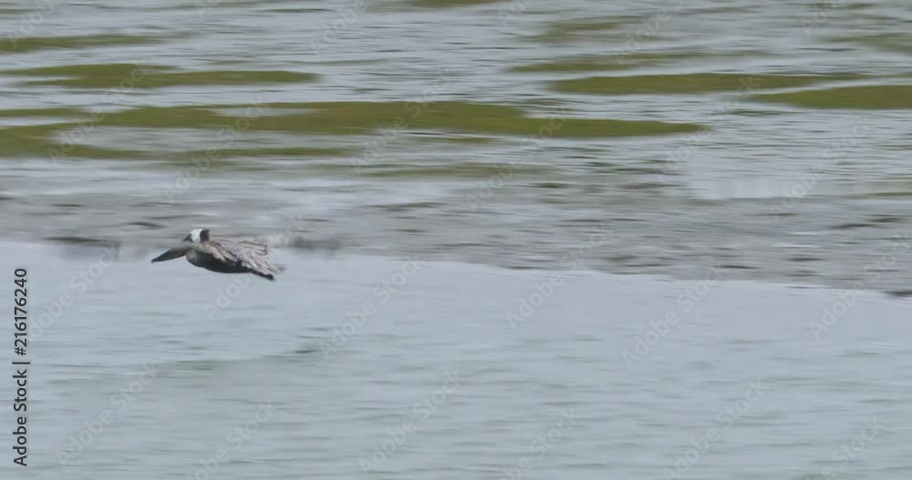 A pelican taking flight over a shallow channel of saltwater leading to the pacific ocean A pelican taking flight over a shallow channel of saltwater leading to the pacific ocean