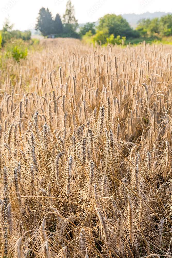Rye on the field in summer