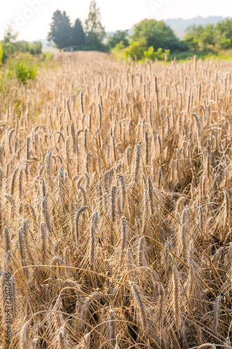 Obraz na płótnie Rye on the field in summer w salonie