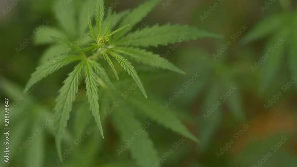 wild bushes of young hemp waving by the wind wild bushes of young hemp waving by the wind