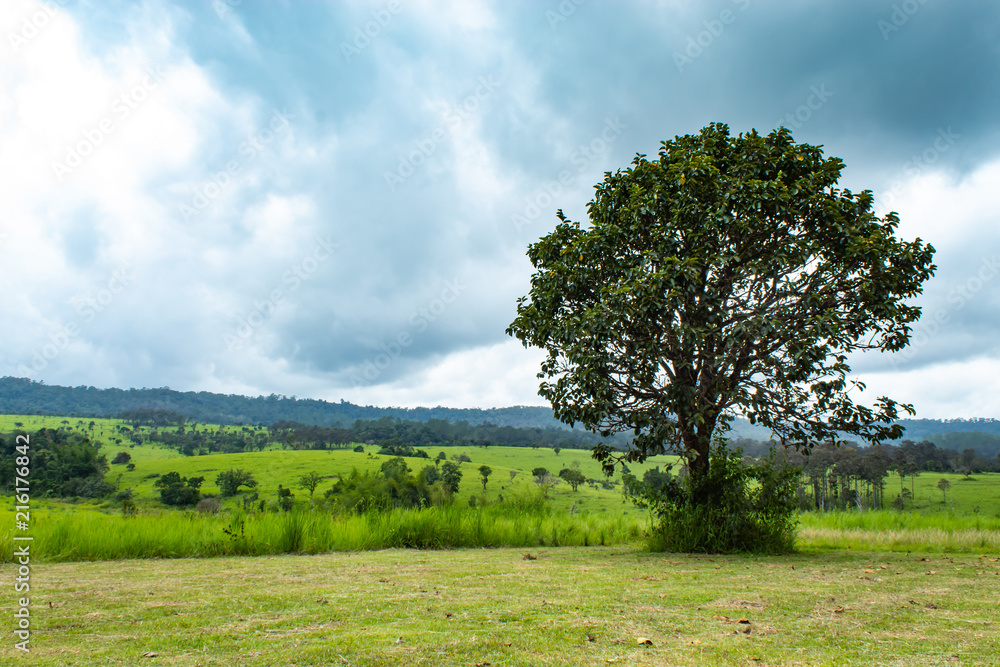 Meadow and trees at Thung Salaeng Luang , Phetchabun in Thailand. Meadow and trees at Thung Salaeng Luang , Phetchabun in Thailand.