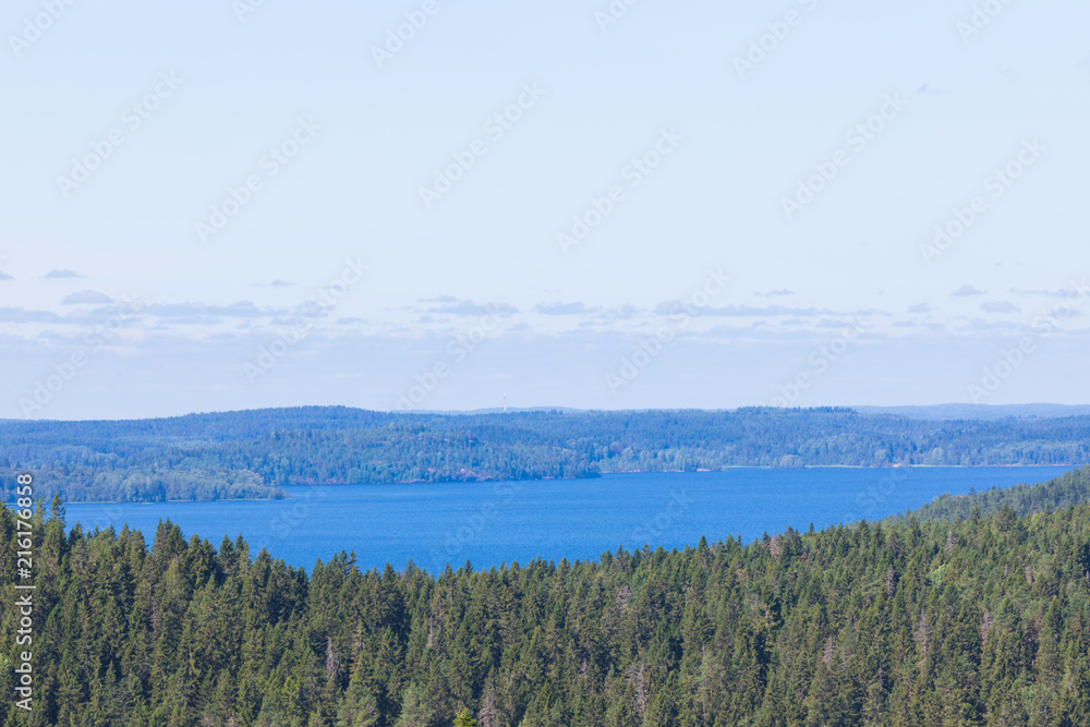 The green forest of fir, spruce an pine trees near the shore of the Ladoga in Russia lake in the sunny summer day
