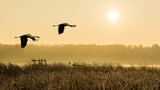 Pair of flying gray herons at sunrise above a water. Ardea cinerea. Couple of wading birds in flight over reeds. Romantic landscape, forest and fog over a pond lit by sun light. Natural background.