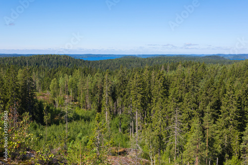 The green forest of fir, spruce an pine trees near the shore of the Ladoga in Russia lake in the sunny summer day
