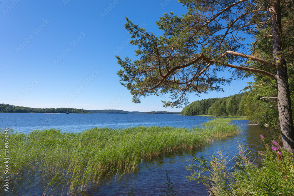 The shore of the Ladoga lake in Russia with a pine tree and the cane in the water with the mountains and the forest on the skyline in the sunny summer day The shore of the Ladoga lake in Russia with a pine tree and the cane in the water with the mountains and the forest on the skyline in the sunny summer day
