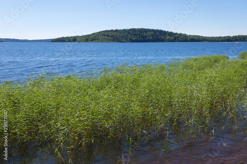 The shore of the Ladoga lake in Russia with the cane in the water with the mountains and the forest on the skyline in the sunny summer day
