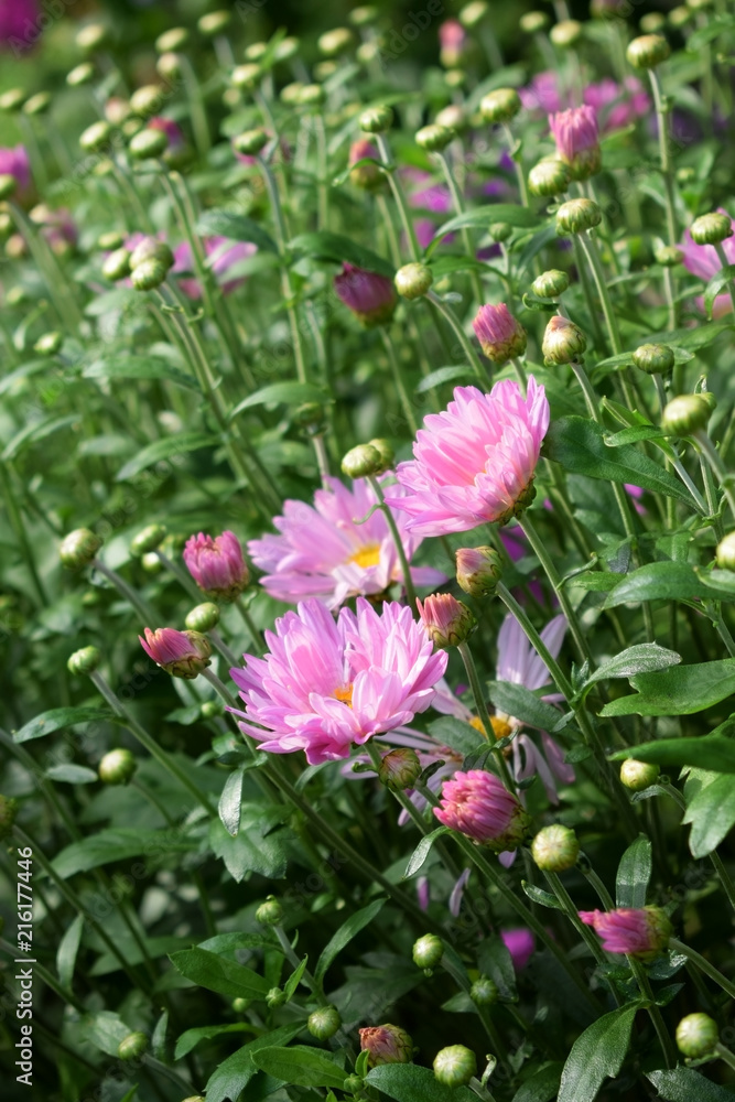 Pink daisies on a flower bed on a sunny day Pink daisies on a flower bed on a sunny day