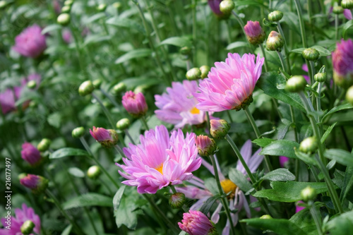 Pink daisies on a flower bed on a sunny day