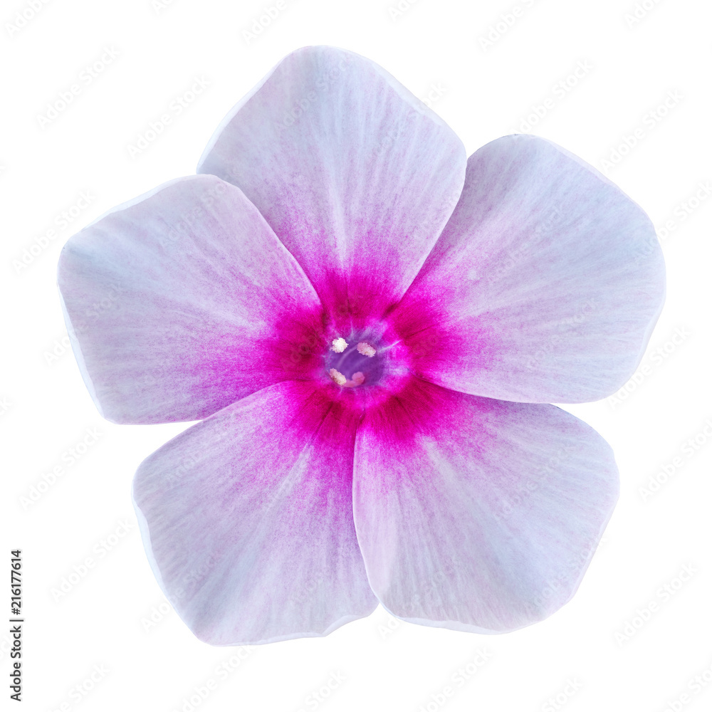 flower pink lilac white phlox isolated on white background. Close-up. Element of design.