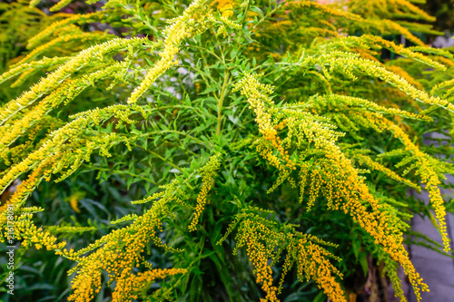 Pflanzen und Blumen im Garten © Lichtblick