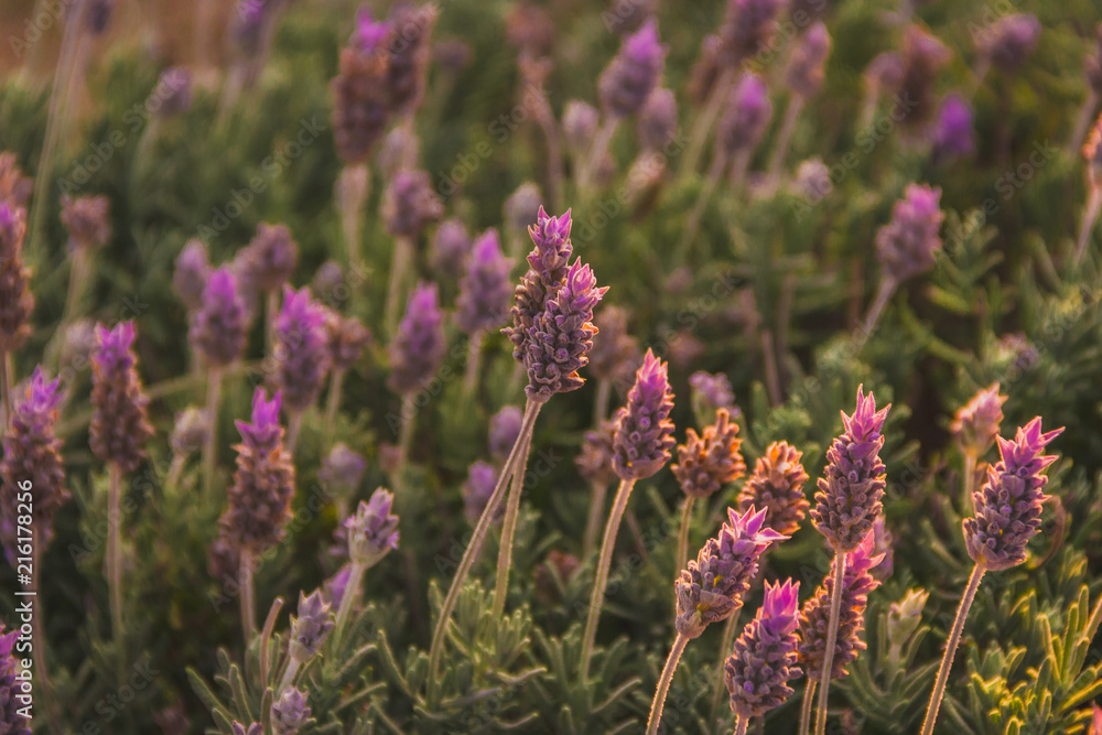 Obraz premium Lavandas de Cunha