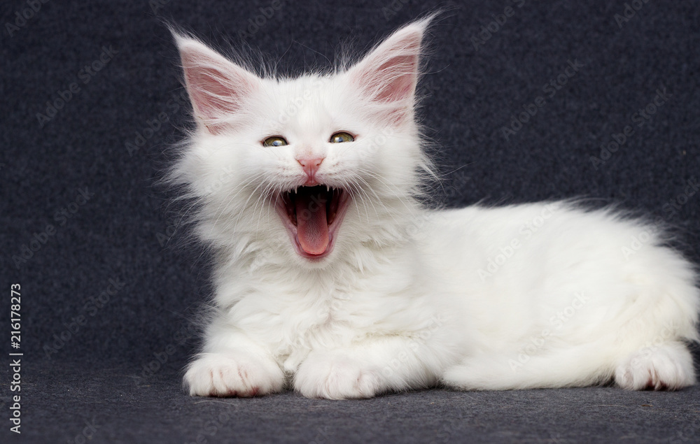 kitten yawns on a gray background