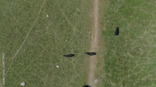 Birdseye aerial tracking forward over black cows whipping their tails, in a moorland environment. Dartmoor, England. photo