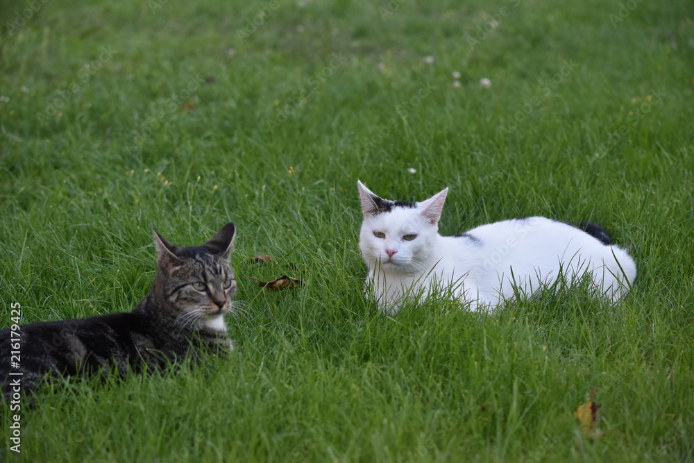 Katzen im Gras