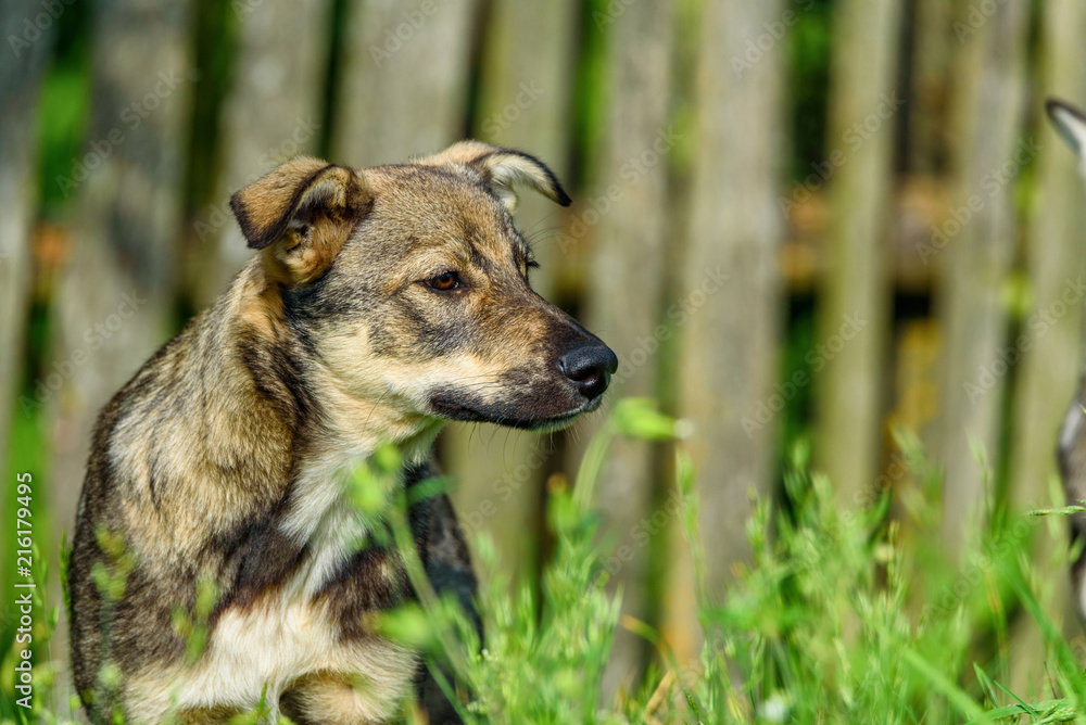 portrait of a homeless village dog portrait of a homeless village dog