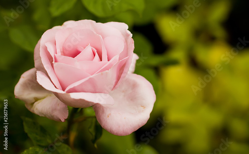 Art photo rose petals isolated on the natural blurred background with clipping path. Closeup. For design  texture  background. Nature.