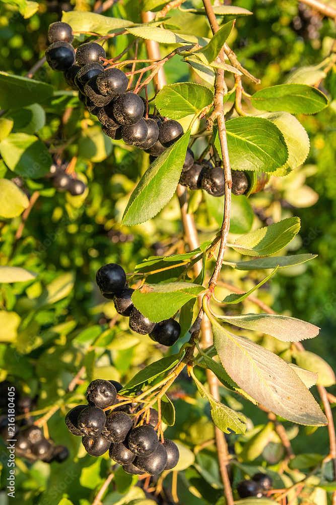 Chokeberry (Aronia melanocarpa) on tree in the orchard