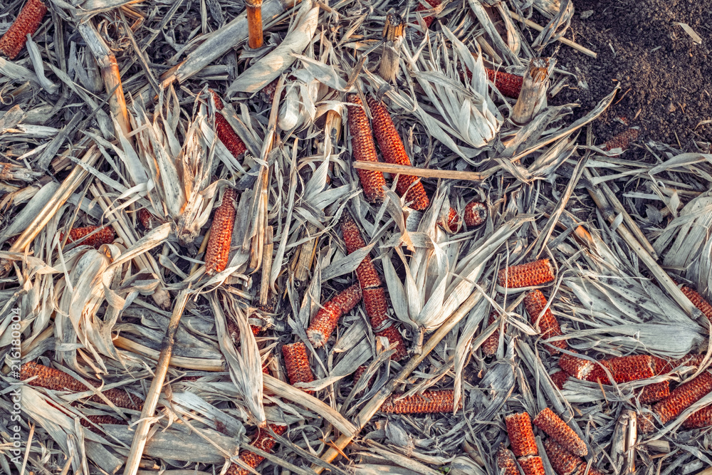 Leftover corn cob after threshing. Leftover corn cob after threshing.