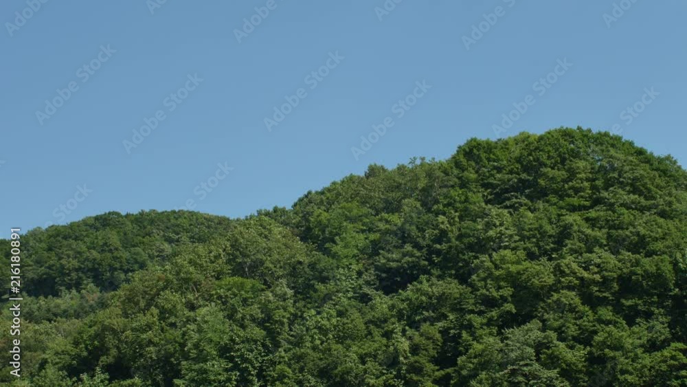 夏の森 夏の森