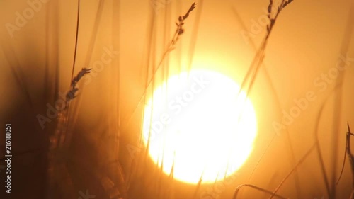 sunset in the steppe and a large orange sunny disk