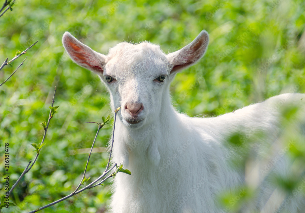 Little white dairy breed goat on green grass blurred background.