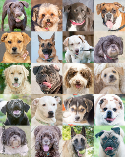Fototapeta Naklejka Na Ścianę i Meble -  Collection of 20 different dogs