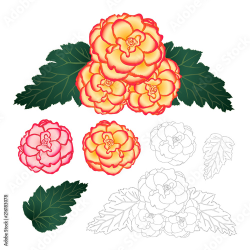 Begonia Flower, Picotee Sunburst and First Love with Outline